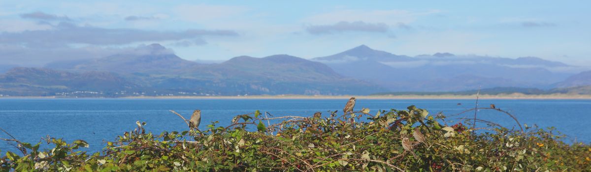 Panorama - View from Shell Island, Wales