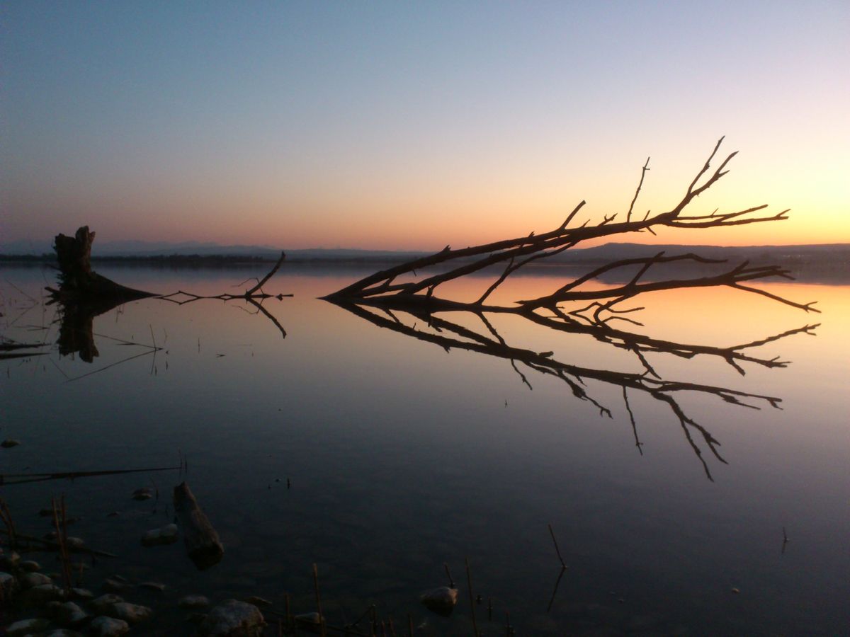 Baum im Sonneuntergang am Ammersee mit den Alpen im Hintergrund.