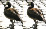 3d Vogels