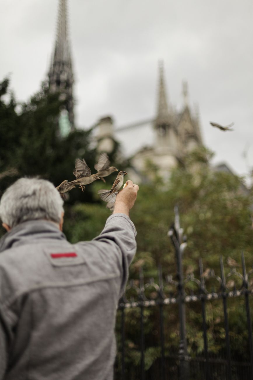 Ein alter Mann, Spatzen fütternd, mit Krumen von Weißbrot, vor der Kathedrale Notre Dame in Paris.