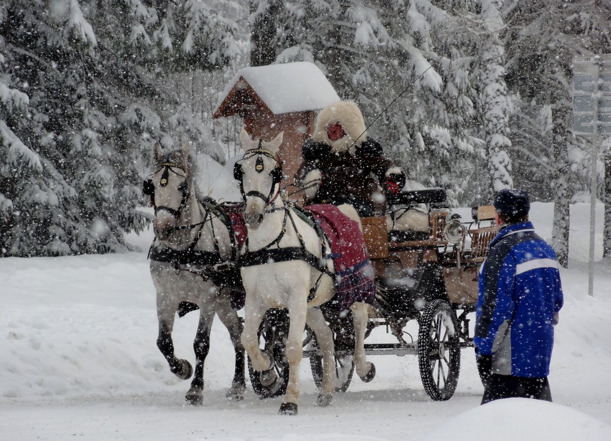 Horse-drawn carriage rides in winter