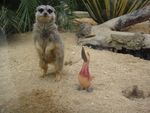 In the zoo of Lisbon, how the meerkat develops monkey behavior when seeing the goose...