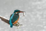 kingfisher in the winter