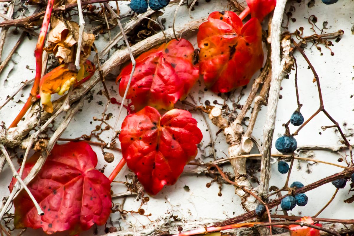 RED LEAVES