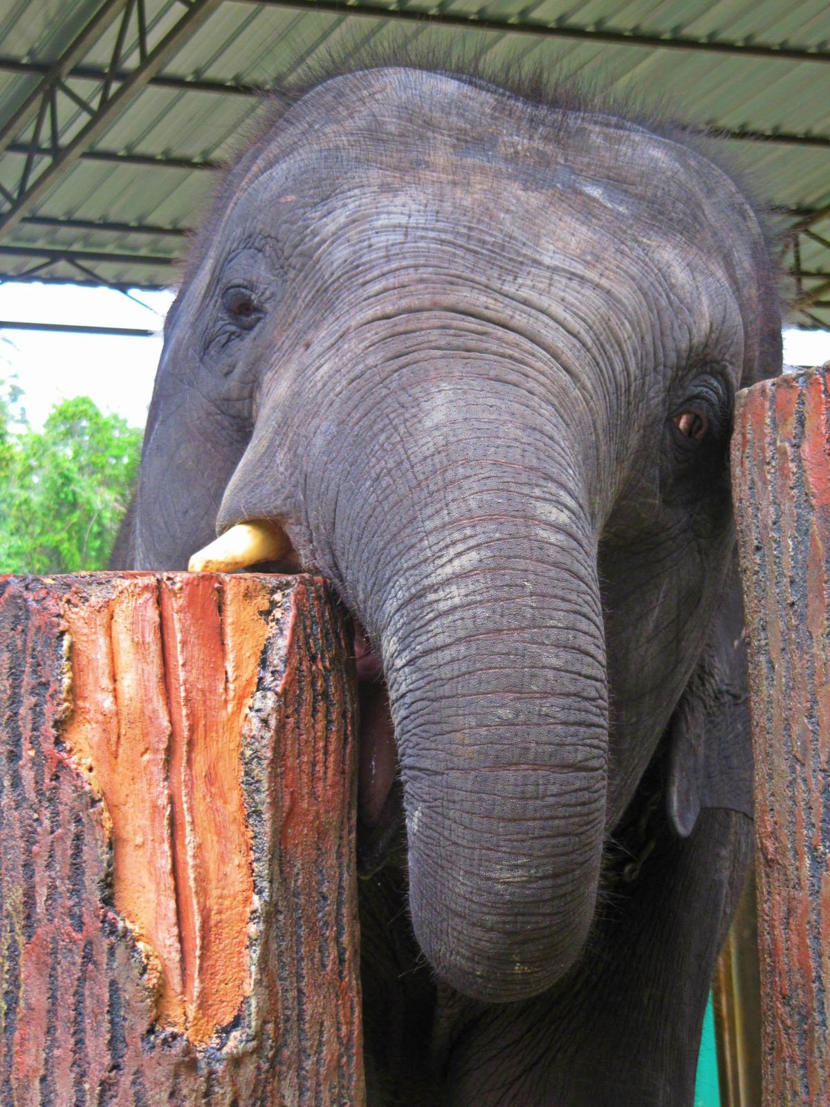 Elefant Conservation Center Malaysia 