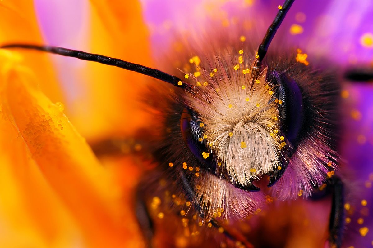 Bee in Crocus Portrait