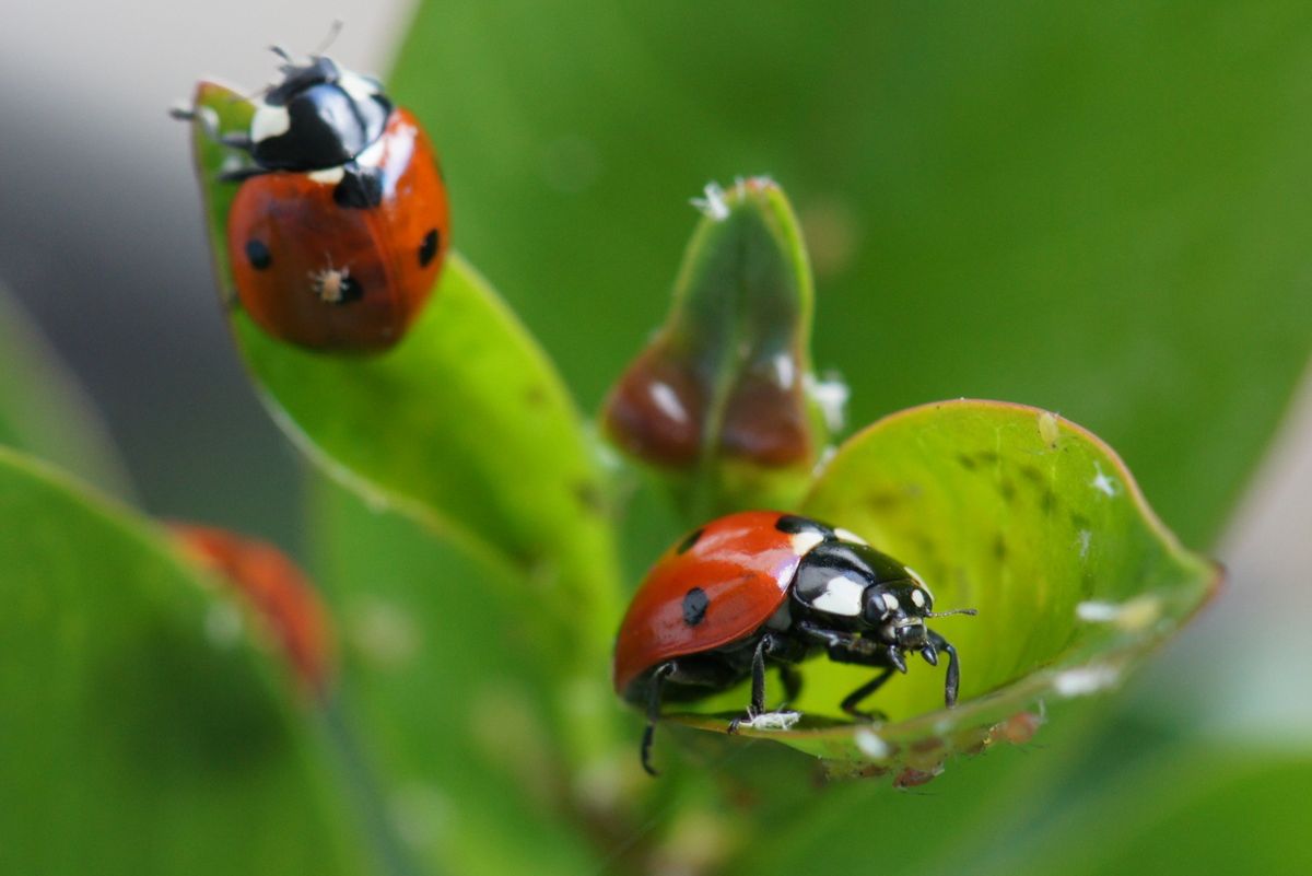 Coccinelles : razzia sur les pucerons