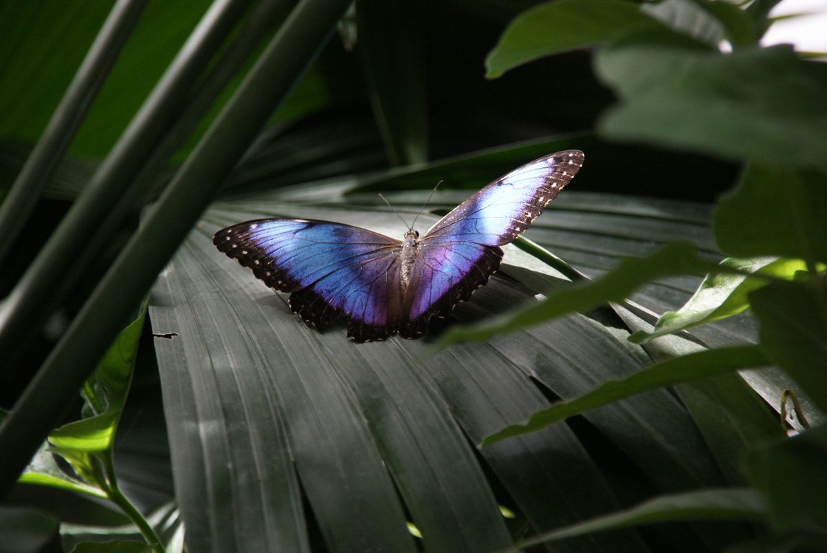 papillon sur une feuille