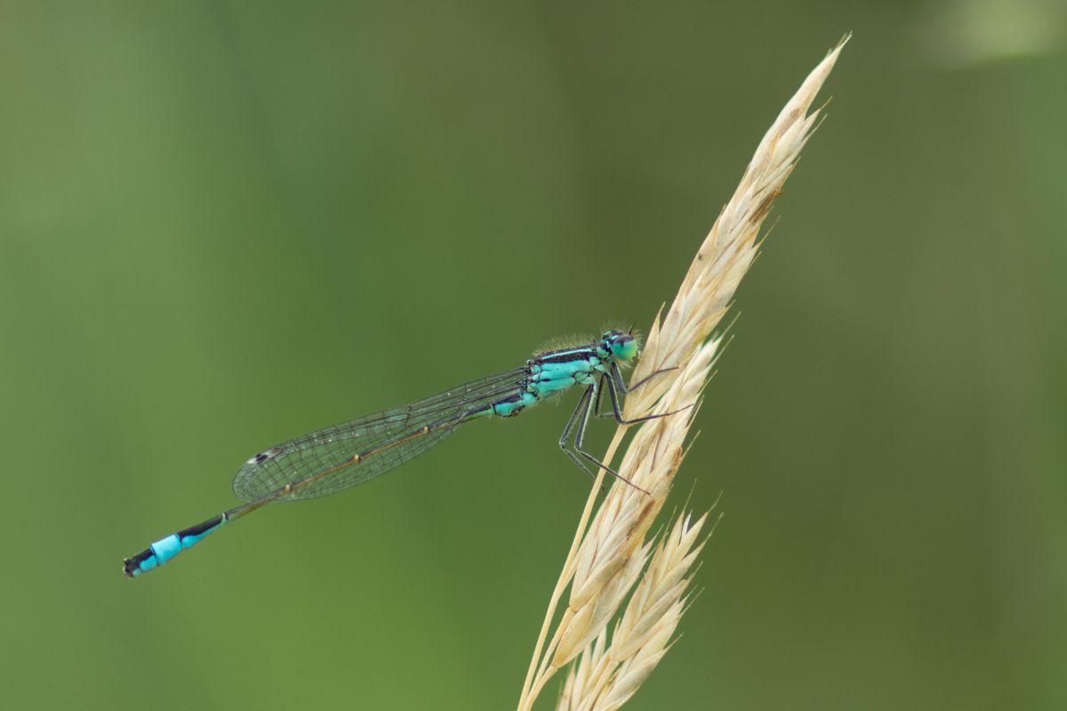 Libelle beim Frühstück an einem Grashalm