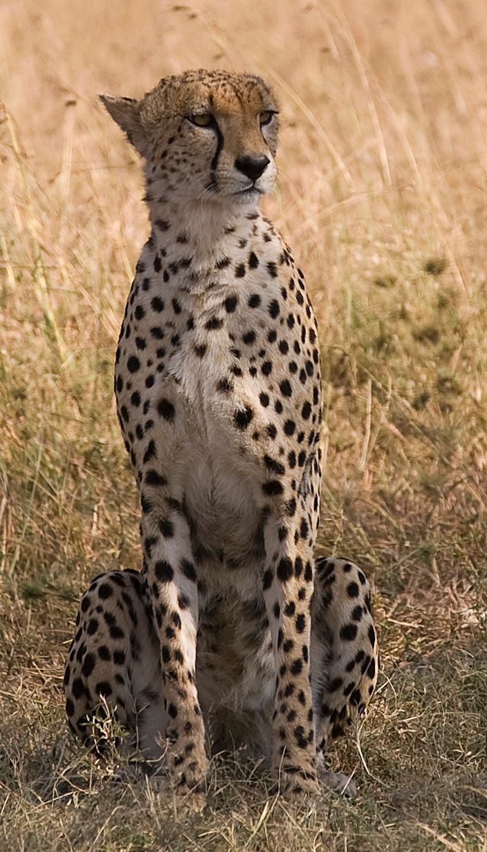 Guépard