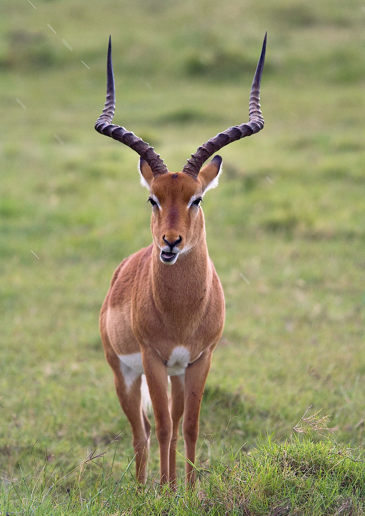 Impala