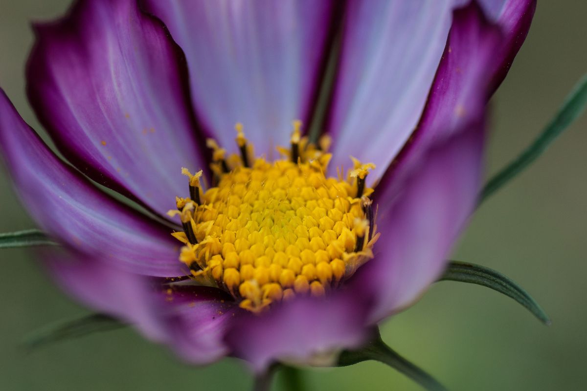 Dans mon jardin - fleur d'été _ Summer flower