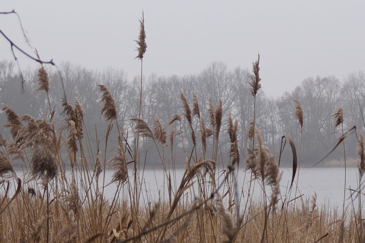 Schilf an einem See