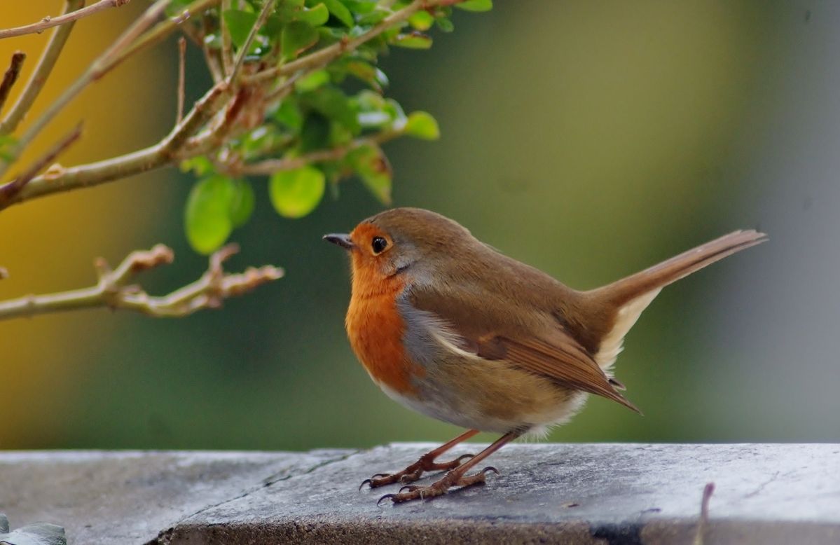 Little Robin Red Breast  