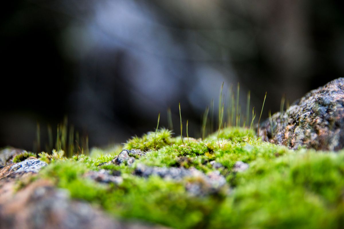 Imagem capturada nas Minas dos Carris situado no Gerês