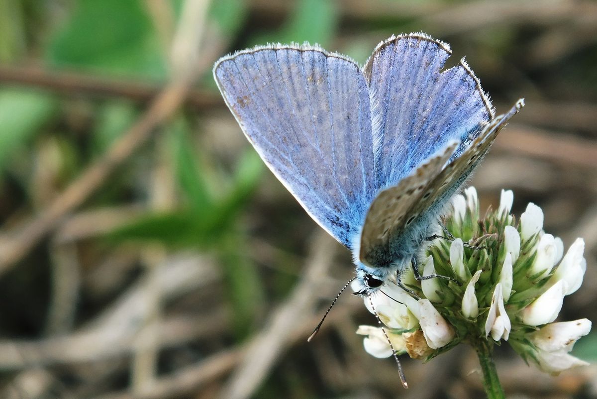 a butterflies life