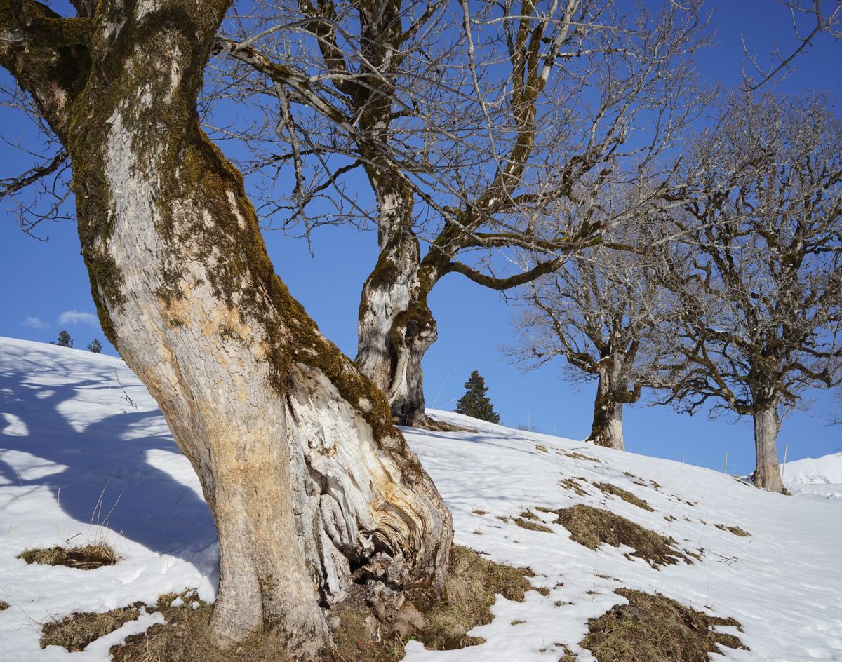 Das Foto entstand bei Bilderbuchwetter in den Alpen im Hintersteiner Tal (Allgäu) nahe der Schwarzenberghütte. Diese Bergahornbäume trotzen seit mehreren hundert Jahren den extremen Wetterbedingungen.