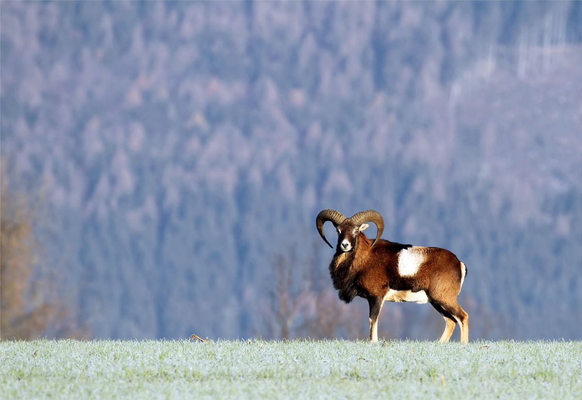 Gebirgsflair - Wilder Mufflonwidder in absolut freier Wildbahn