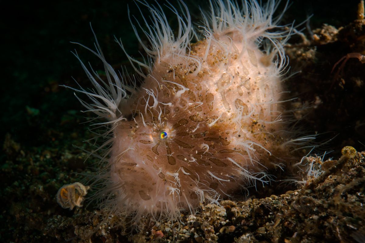 На подводной фотографии  изображён FROG FISH  . Другое название  Удильщик.  Нарост на голове в виде удочки с кисточкой  , который привлекает других рыб -является приманкой . Мелкие рыбёшки подплывают близко , к приманке и FROG FISH
 заглатывает жертву целиком. Были случаи ,когда более крупная рыба отрывала приманку и тогда неудачному охотнику приходилось  сидеть голодным  , пока не отрастёт новая приманка..