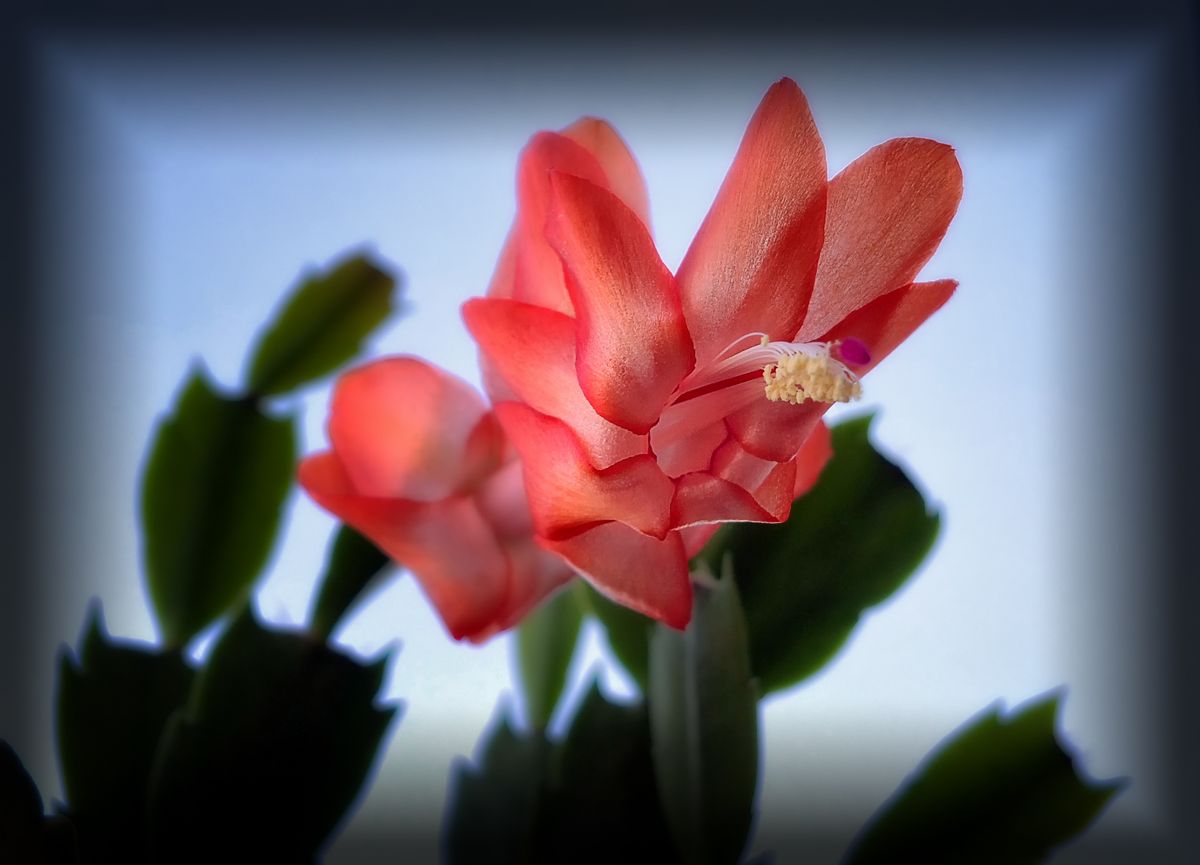 Planta  de nombre Schlumbergera o Zygocactus, vulgarmente conocida como cactus de Navidad por coincidir su periodo de floración con la celebración de estas fiestas.