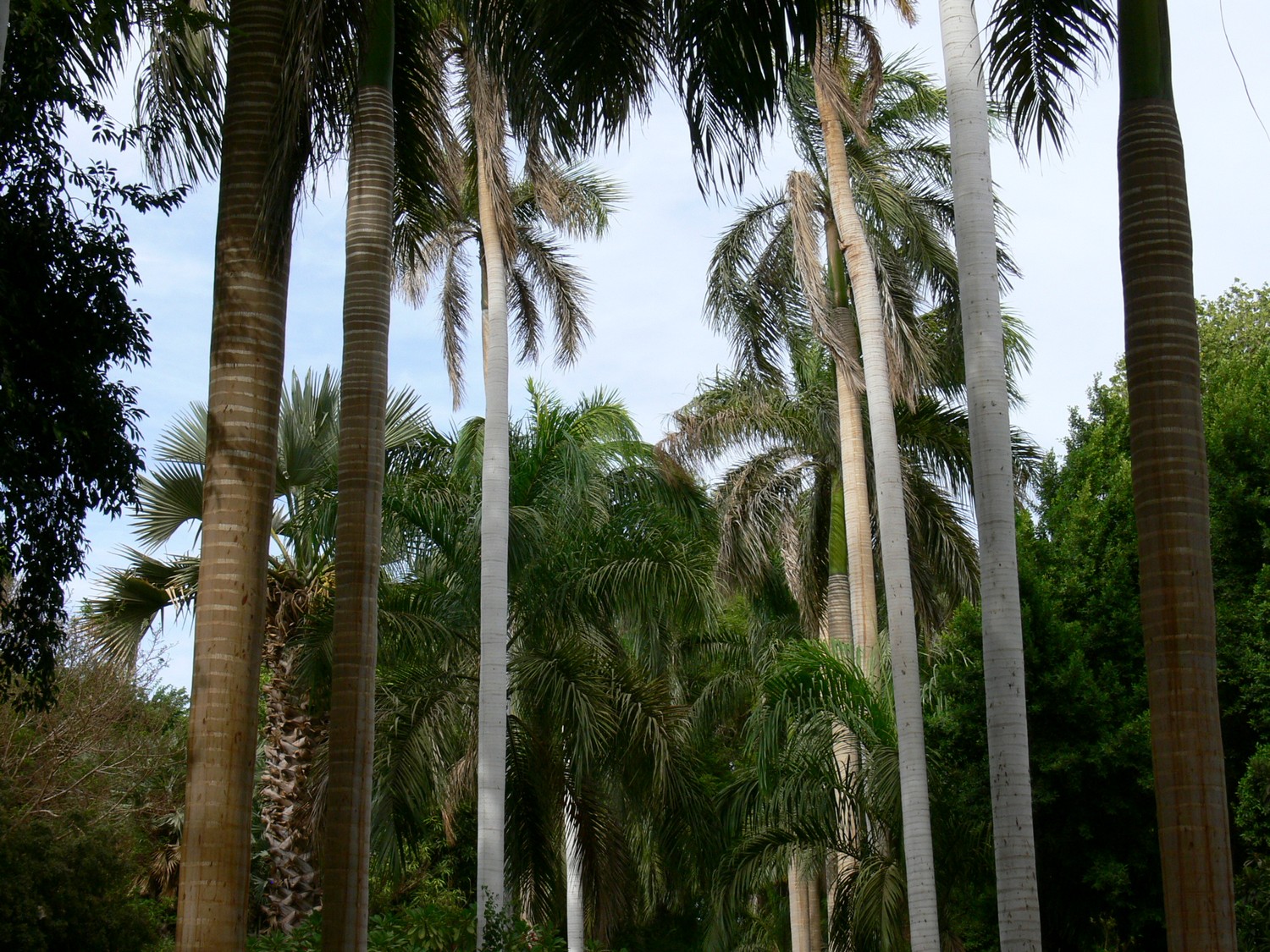 Aswan_Garden_10