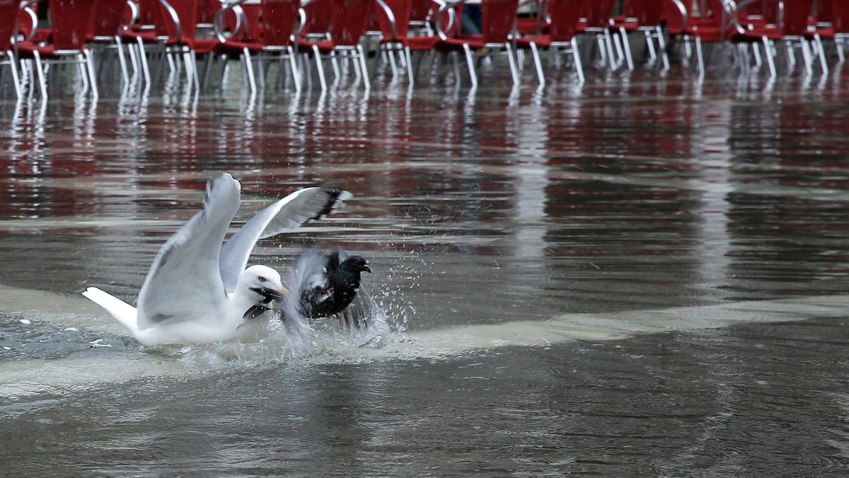 Raubmöwe am Markusplatz ...