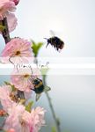 Bubble bees and cherry blossoms