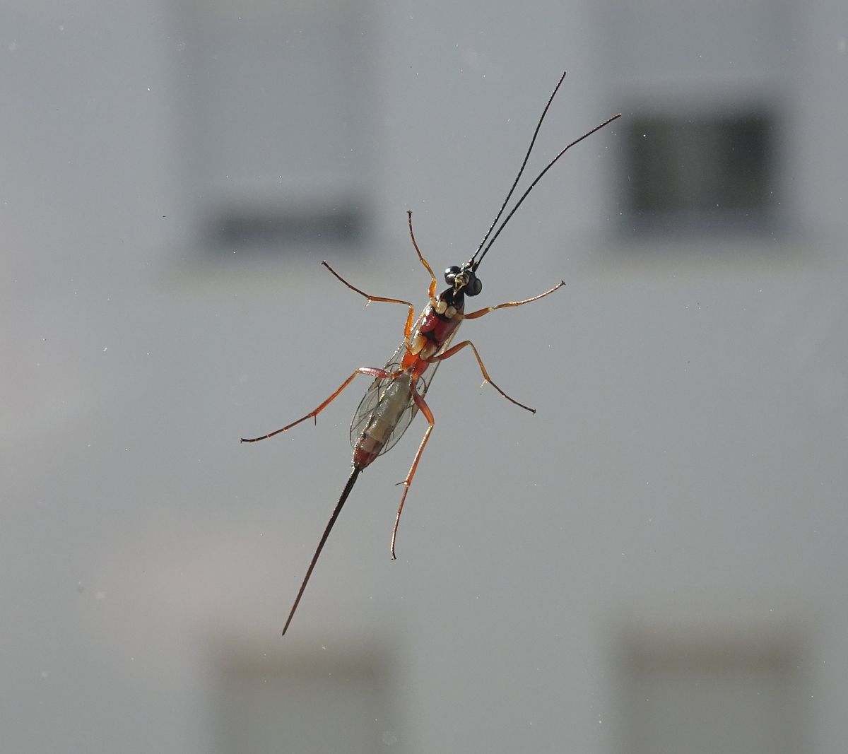 insecto en ventana