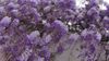 3D Flowers