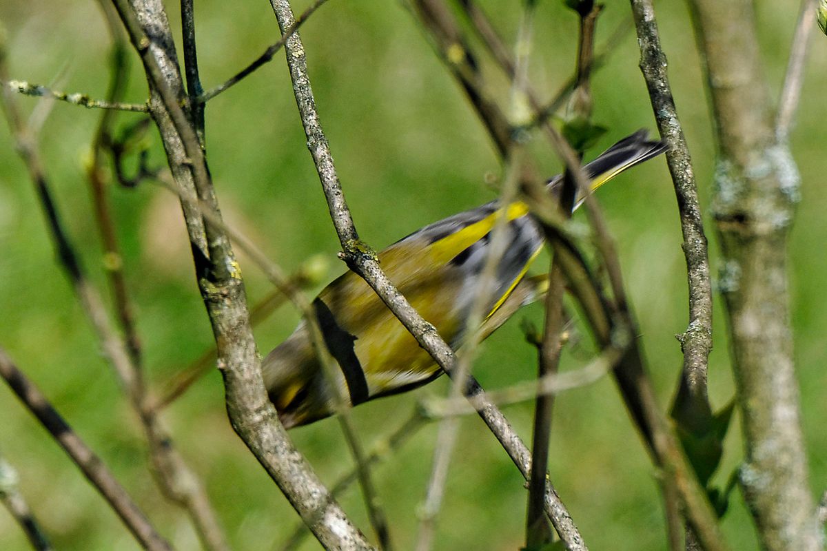 Ein Grünfink Männchen oder Grünling (Carduelis chloris )