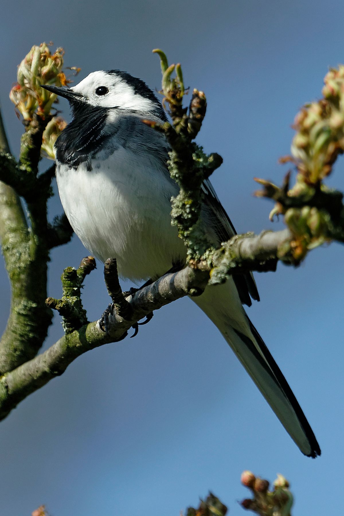 Die Bachstelze (Motacilla alba)