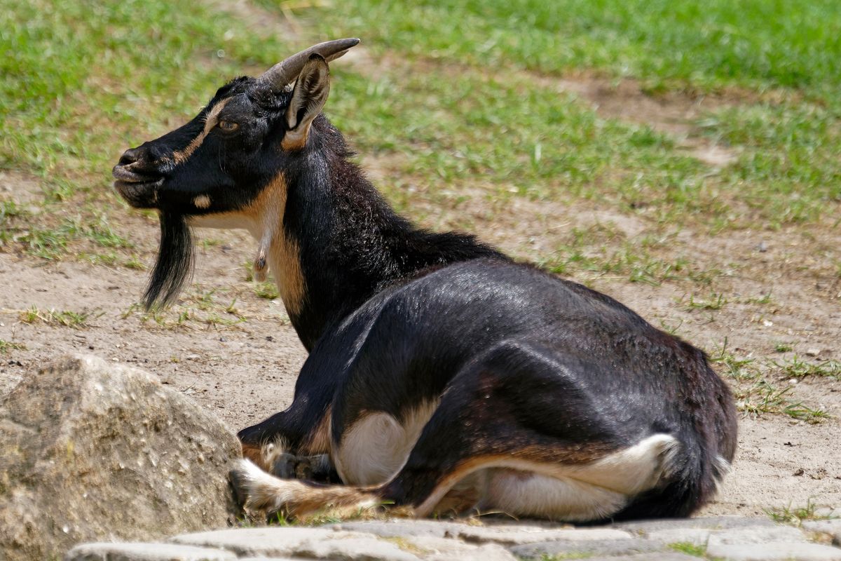 Eine Ziege in Streichelzoo des NaturZoo in Rheine