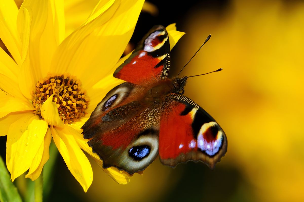 Tagpfauenauge Part 2 / In Jahr 2009 wurde das Tagpfauenauge zum Schmetterling des Jahres gewählt. Das Bild wurde in APS-C Modus mit einen 70-400mm F4-5.6 G SSM bei 400mm aufgenommen. ( Entspricht eine Äquivalenten Brennweite von 600mm ). Die Verschlusszeit betrug 1/400 Sekunde bei Blende 11, ISO Geschwindigkeit: 100, ein Blitz mit aufgesetzten Diffusor wurde ausgelöst.