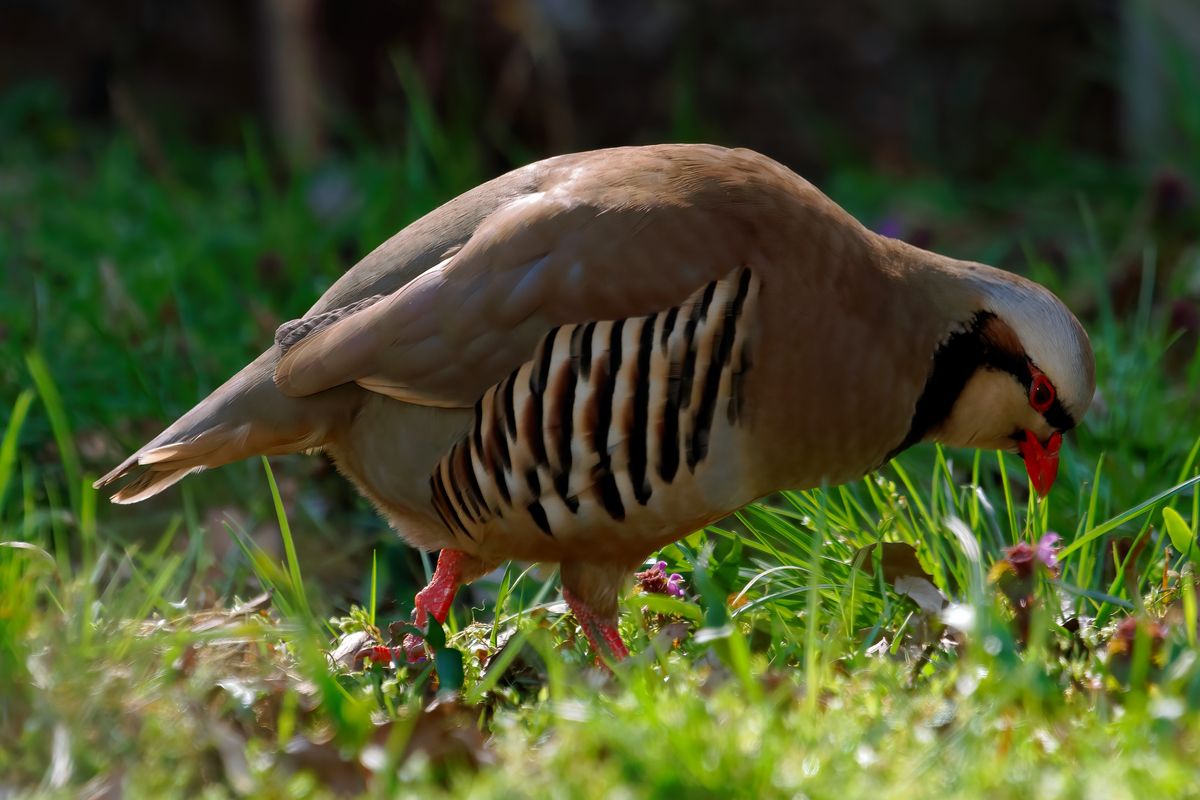 Ein Steinhuhn, der Wissenschaftlicher Name lautet: Alectoris graeca