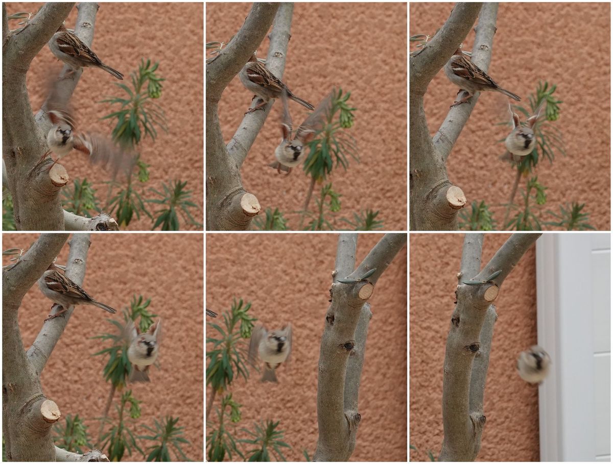 test-collage-birds1.jpg