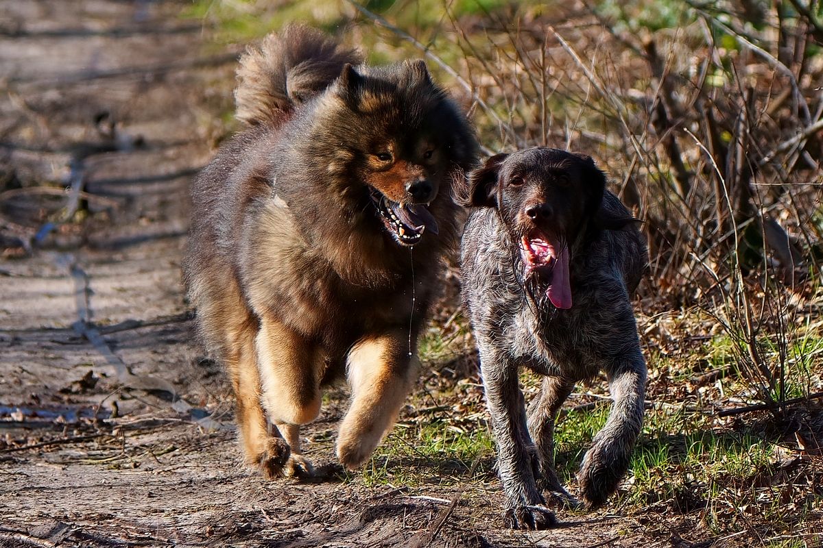 In Schnellschritt sind Cayro und Lola, in Outback von Schapen unterwegs