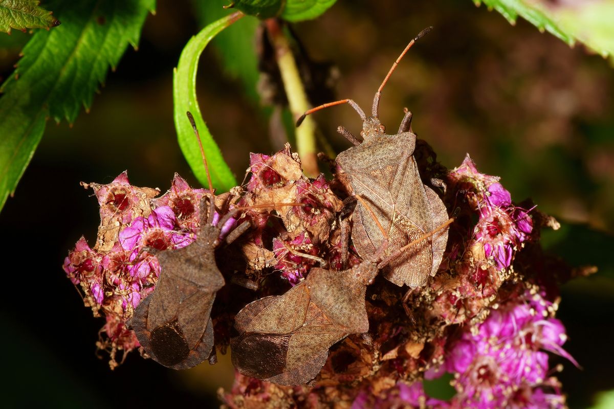 Die Große Randwanze (Coreus marginatus) wird auch Lederwanze oder Saumwanze genannt. Der Name der Randwanzen resultiert aus dem verbreiterten Rand des Hinterleibs.