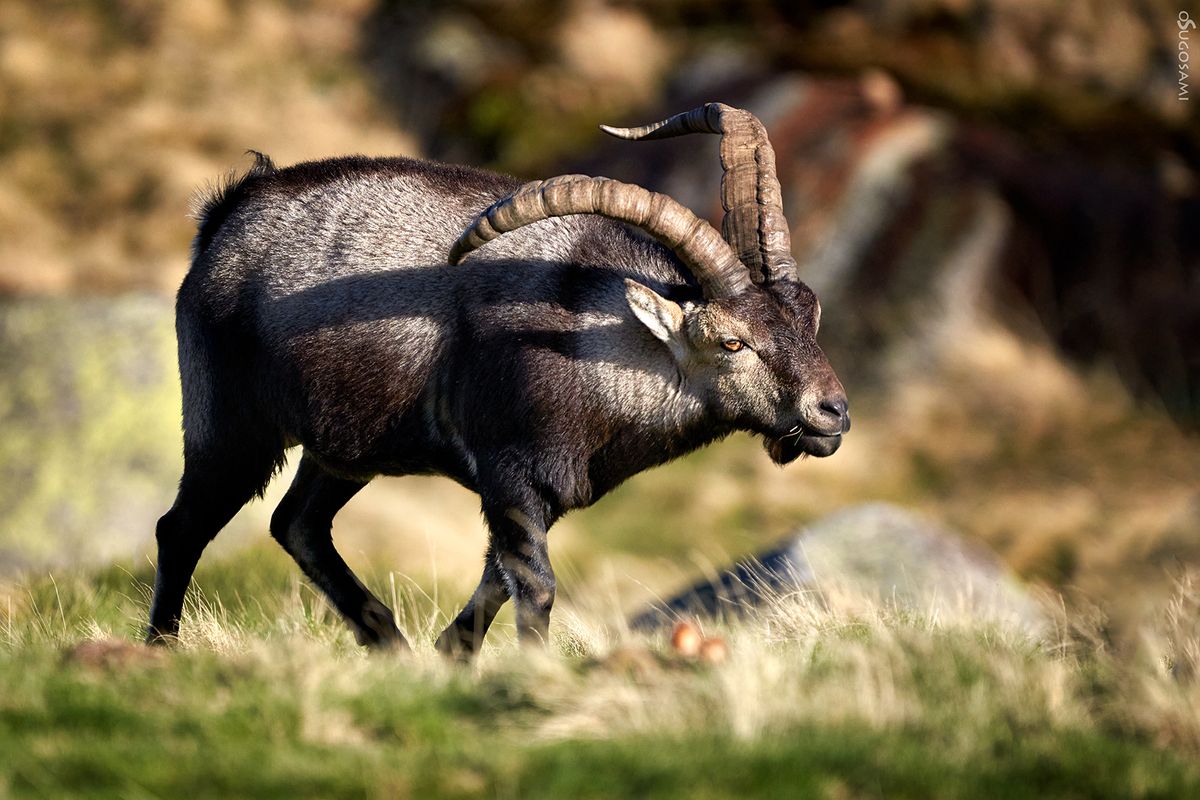 Cabra Montés (Capra pyrenaica victoriae)