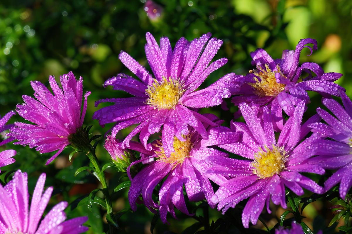 Die Astern (Aster) mit ihren violetten Blütenblättern bilden einen starken Kontrast zu ihren gelben Füllungen, aufgenommen in Heimischen Garten.