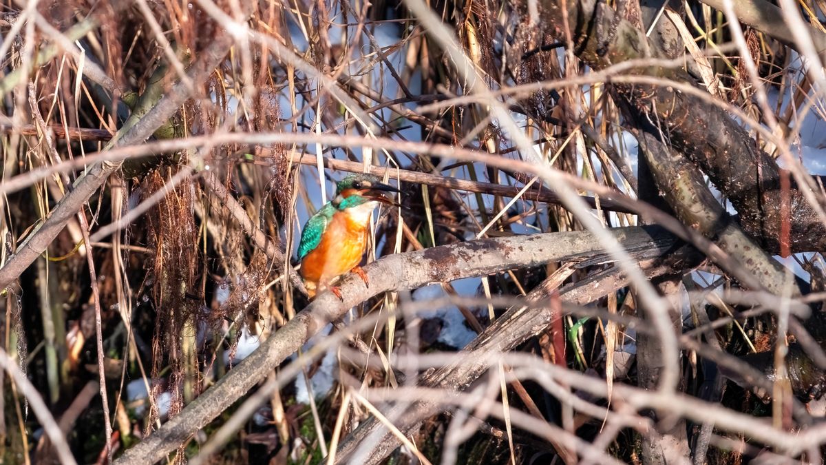 Eisvogelmännchen 600mm