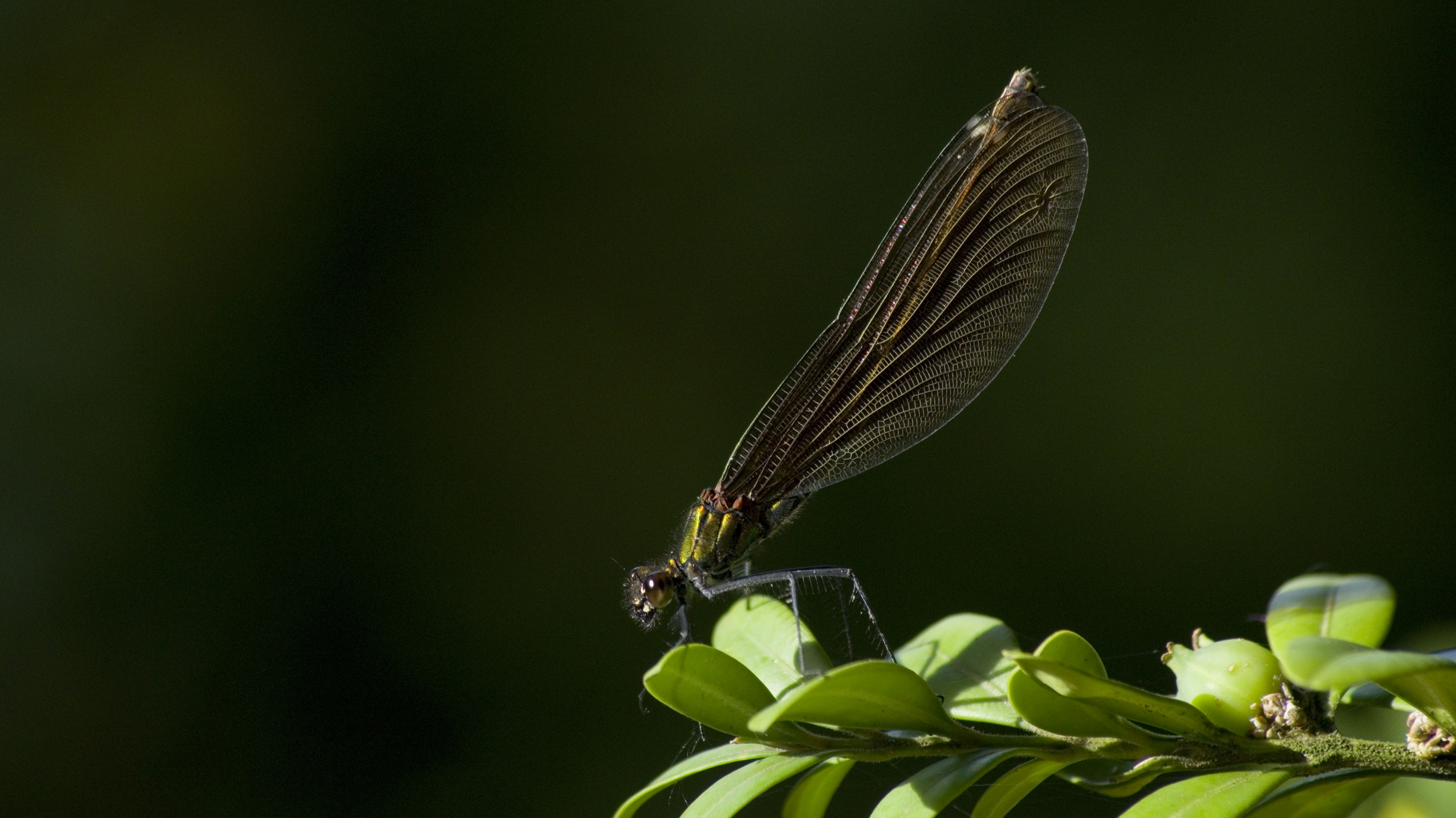 2013.06.16 Schlosspark KH Makro Libelle_94.jpg