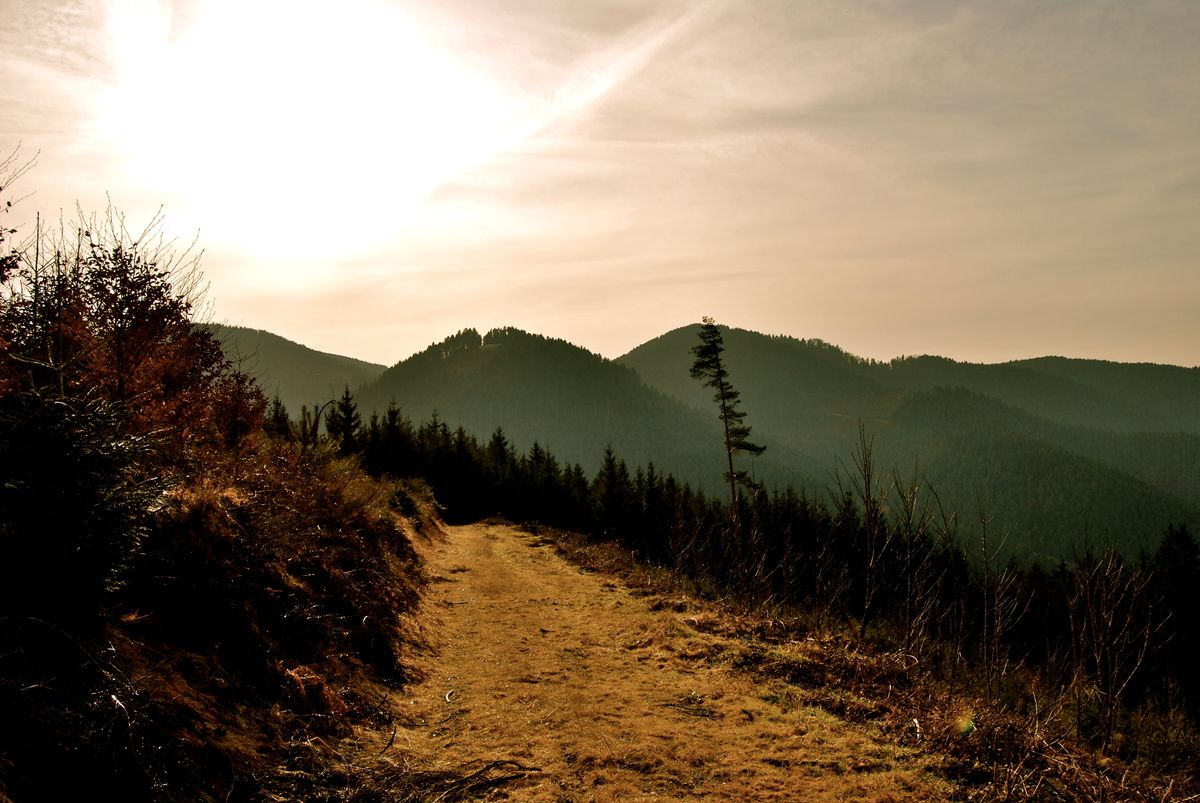 A picture taken in black forest, Germany