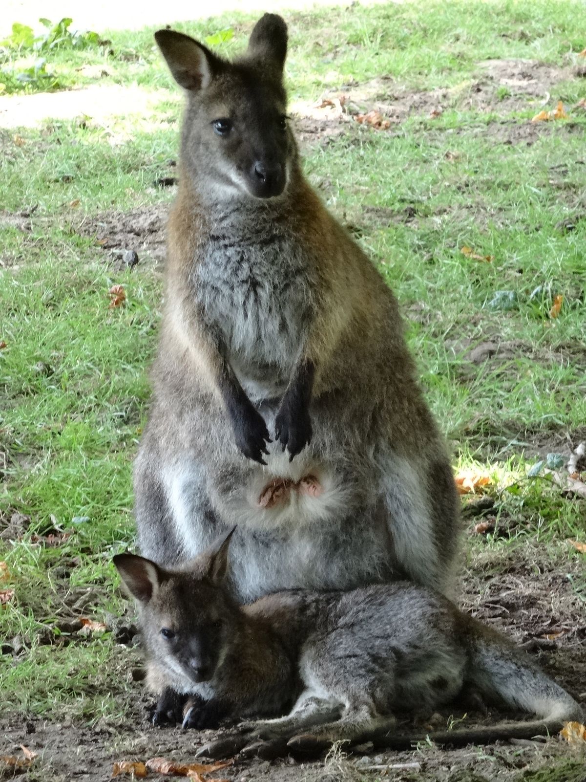 Australië in de Hoekse Waard