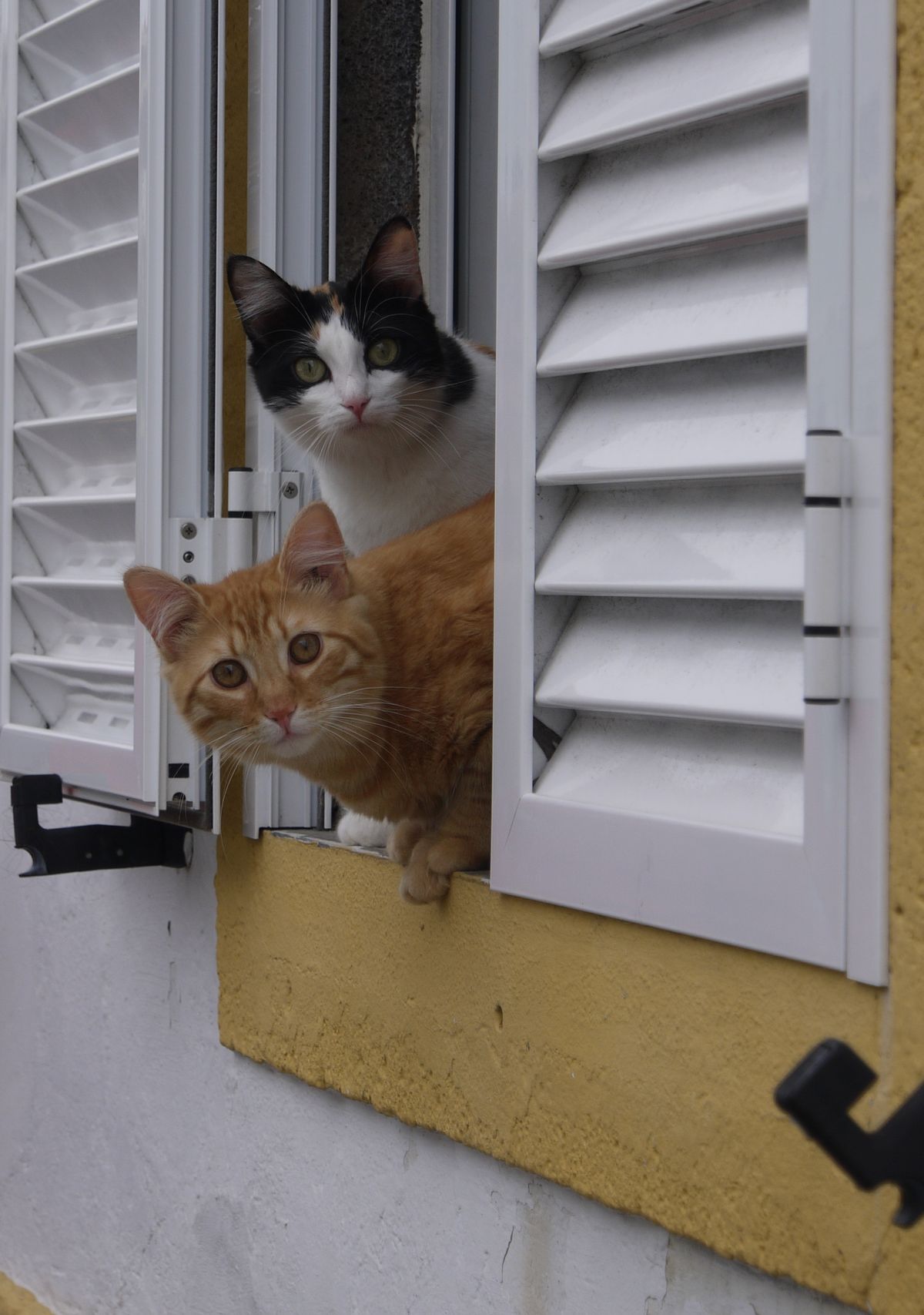 Two azorian cats were curious about turists