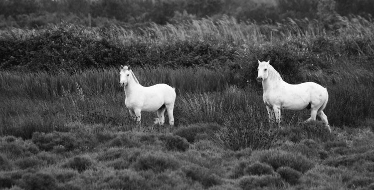 Les chevaux de Camargue 