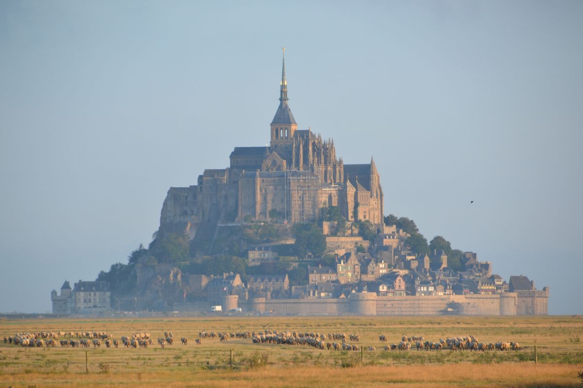 The sheep enter the fields around the Mont Saint Michel