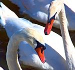 Swans.jpg